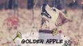 GOLDEN APPLE专辑