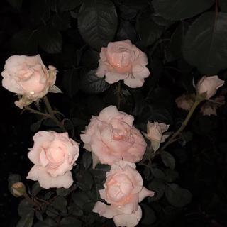 我的宝藏歌曲