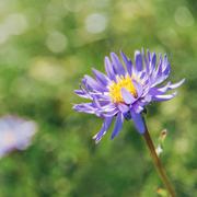 Aster Tataricus