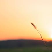 那天夏天宁静的海(抖音热播版)