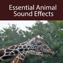 Essential Animal Sound Effects专辑