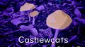 Cashewcats Anthology Vol.15专辑