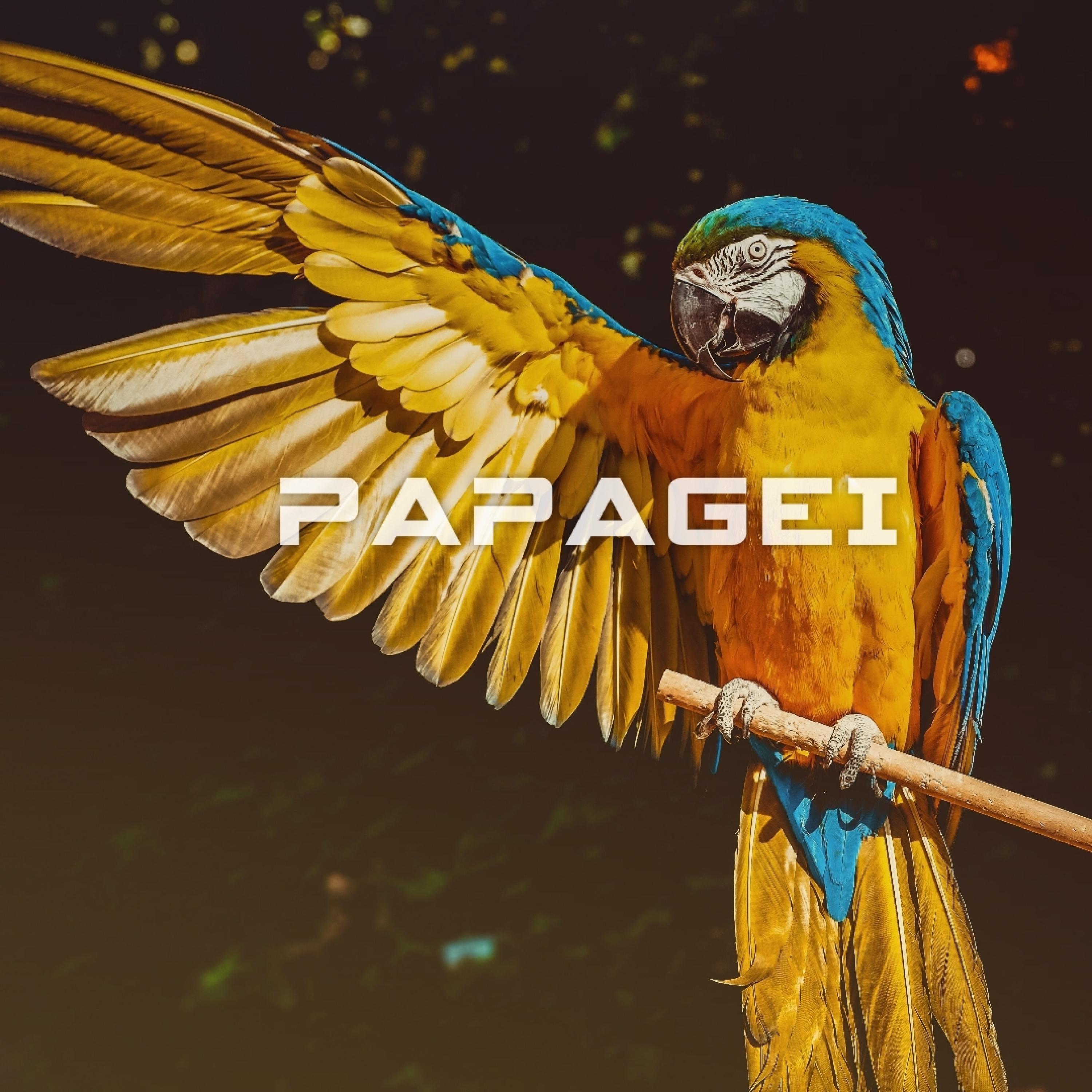 Papagei