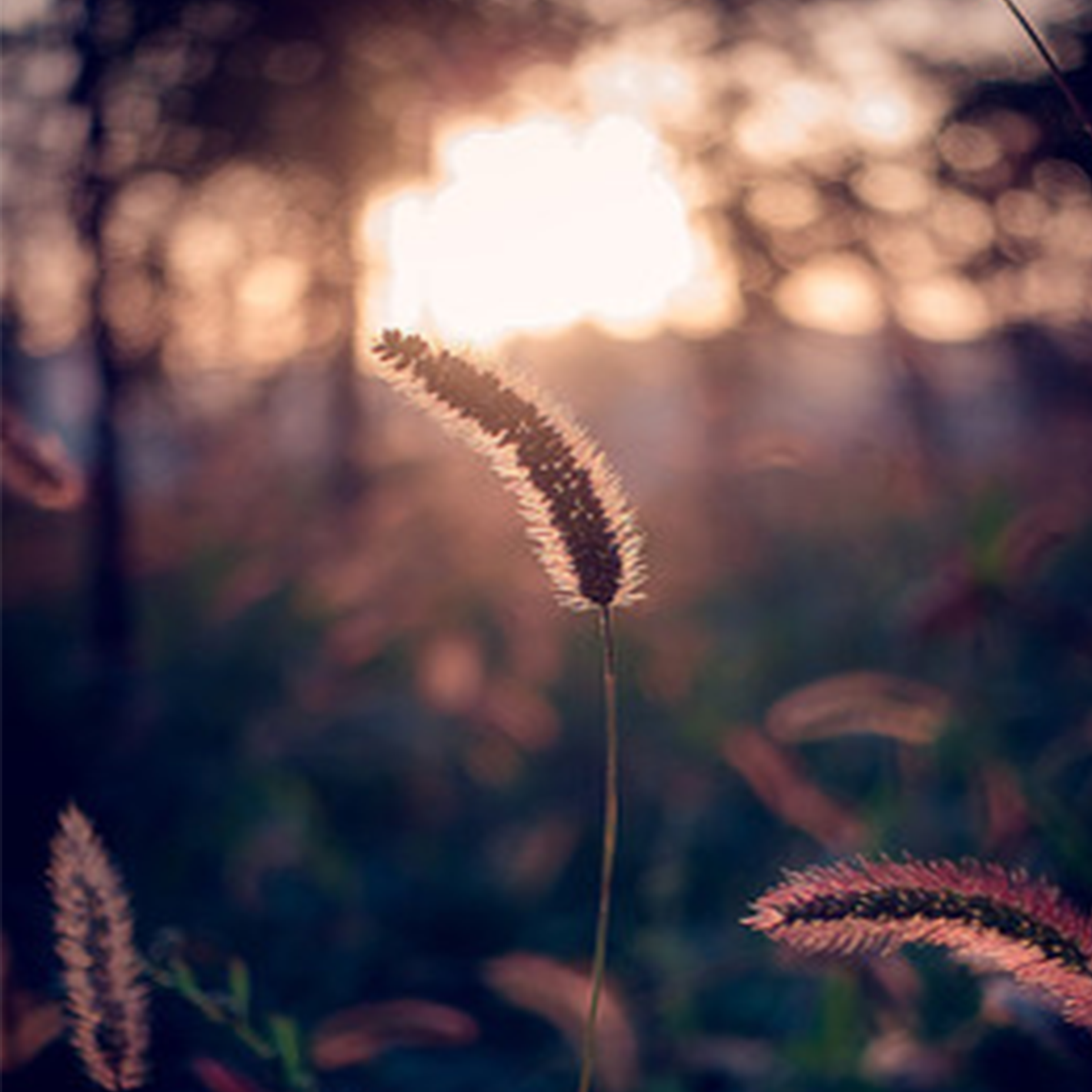 【生而平等】老尾