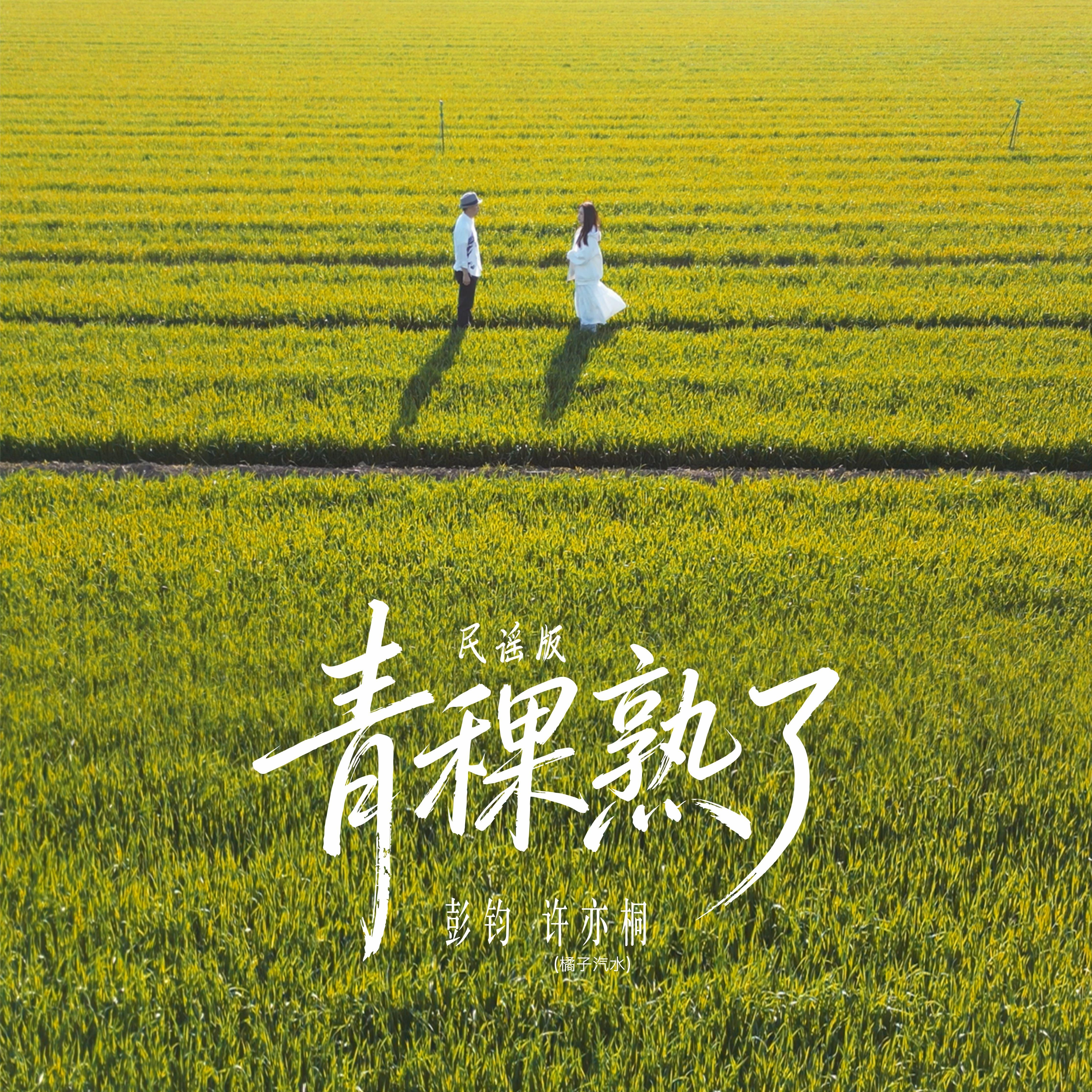 青稞熟了（民谣版）