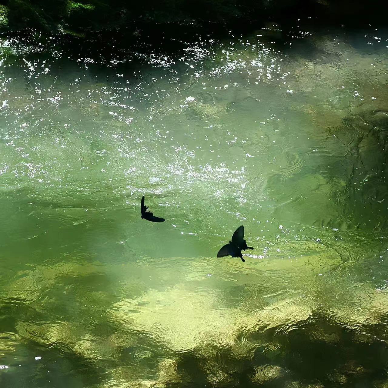 舒伯特玫瑰(cover 蓝心羽/翁梓铭)