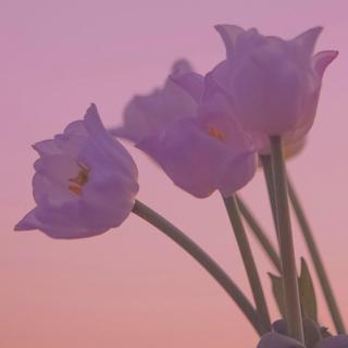 Dreampop☆给你复古且精致的爱