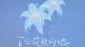 百合花般的她专辑