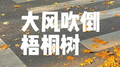 大风吹倒梧桐树专辑