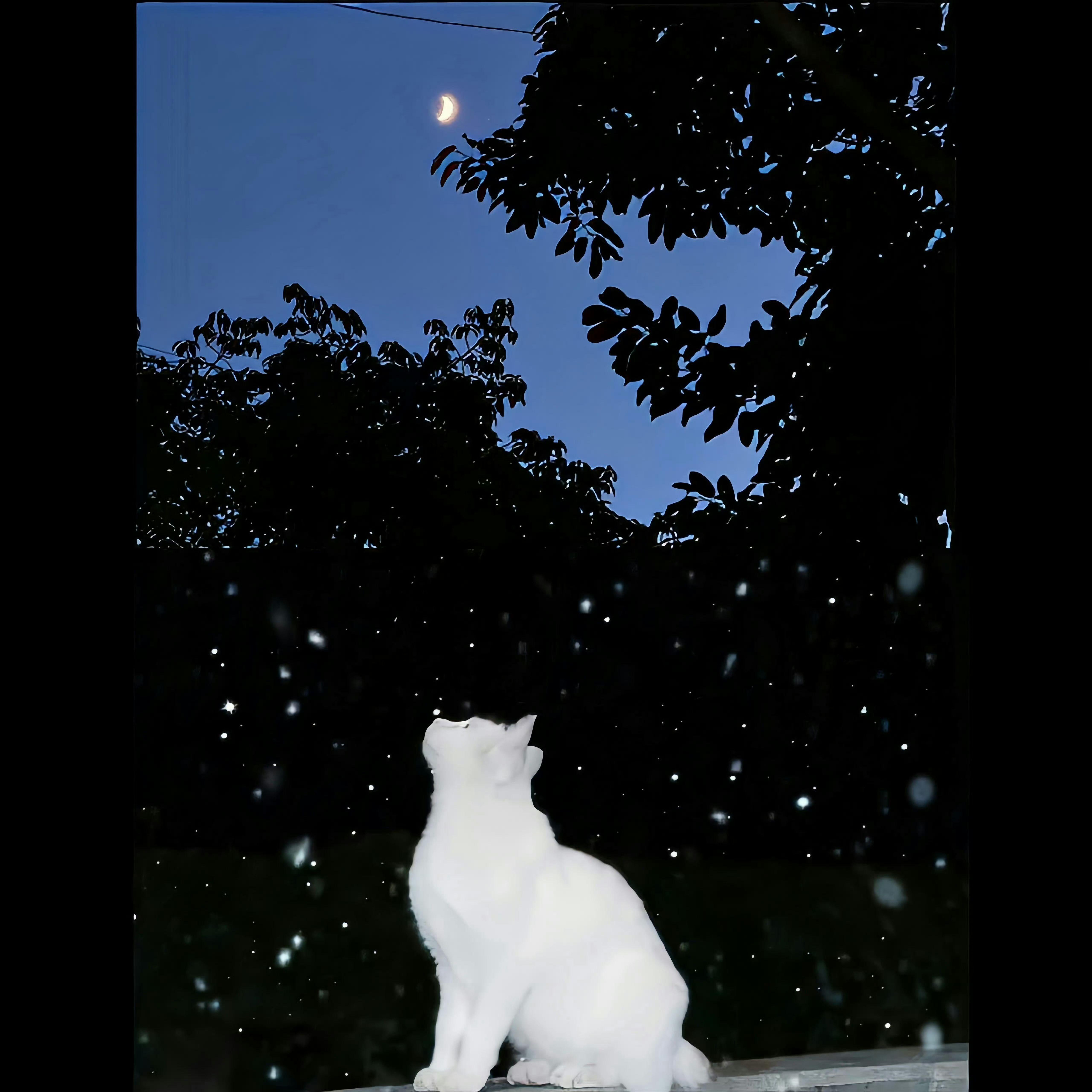 告白之夜