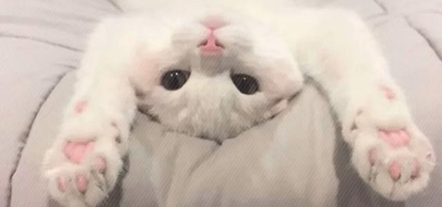 薇薇