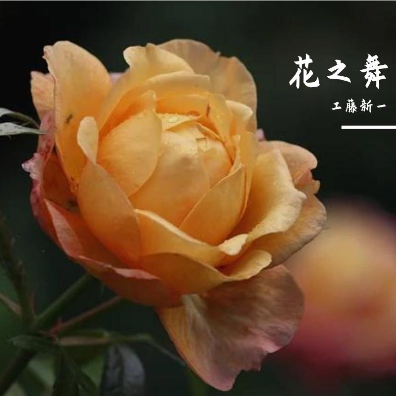 花之舞 Flower Dance（电影对白) 慢调