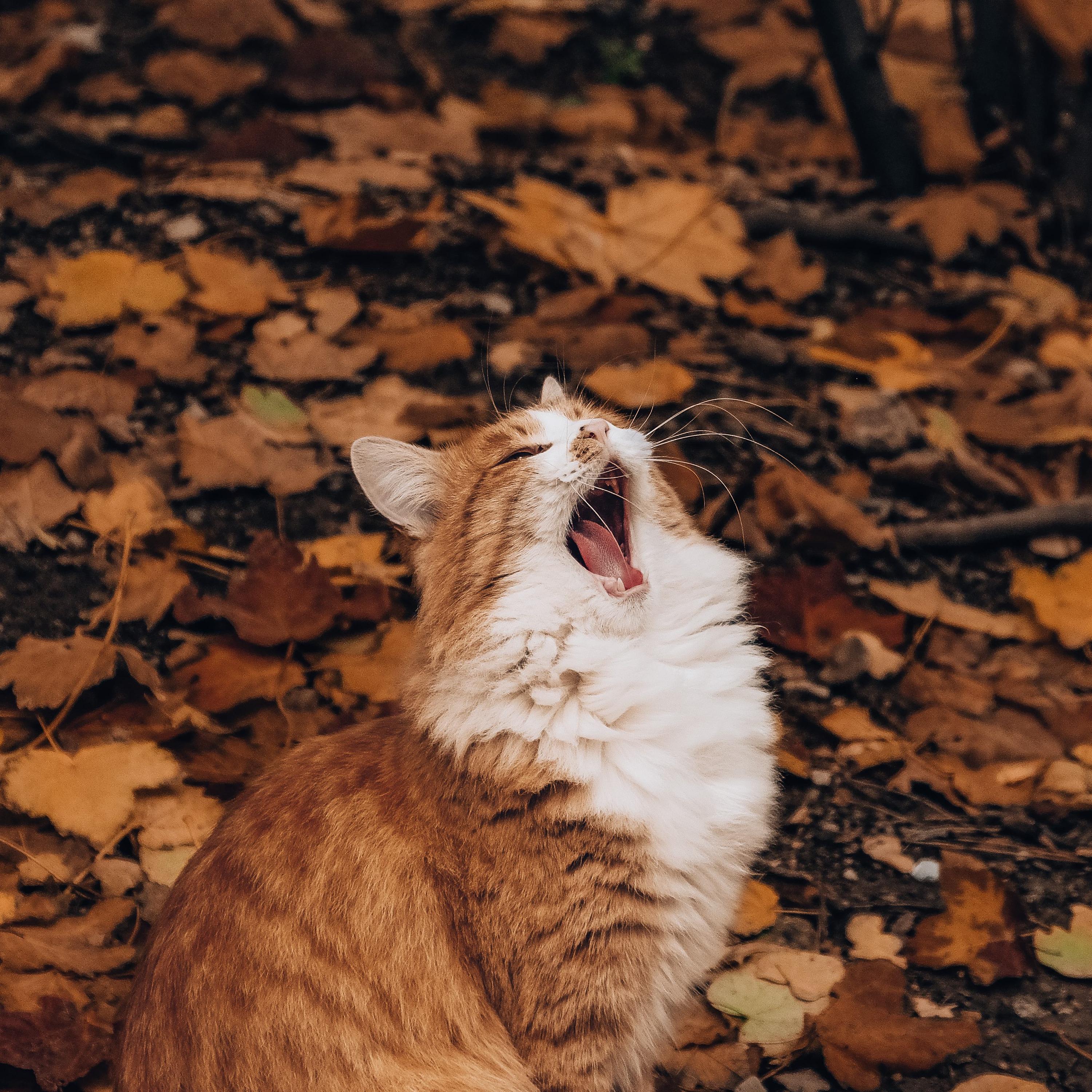Autumn Has Come