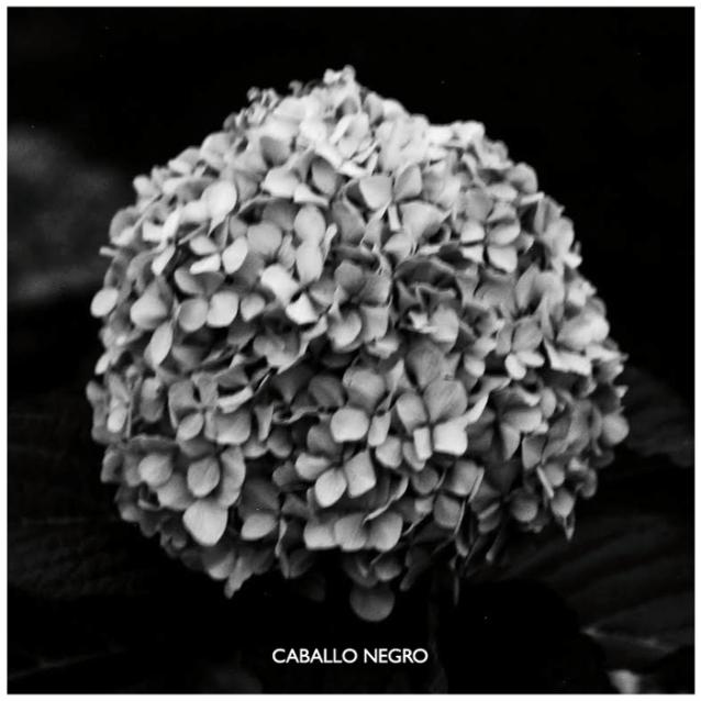 Caballo Negro