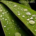 Natural Rain专辑