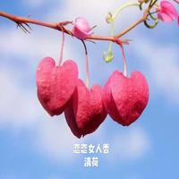 恋恋女人香 『真正CD原版完美伴奏』附歌词