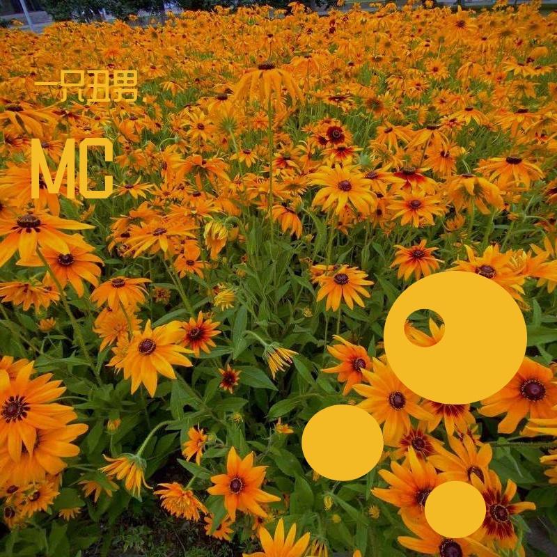 我像风一样作陪