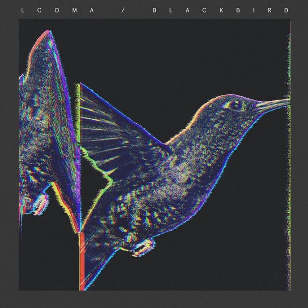 Blackbird
