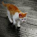 RainCat