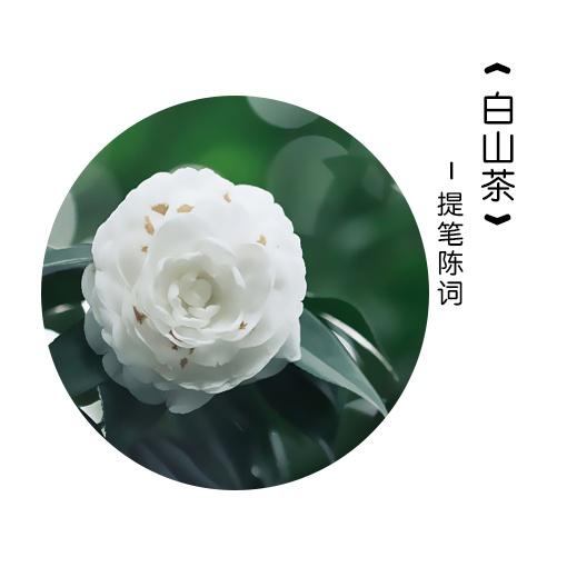 白山茶专辑