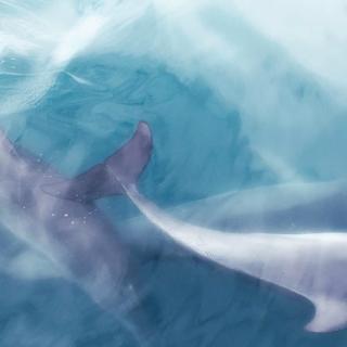 “所谓的放弃，其实都是假的。”