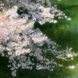 春归若梦 | 一人一首关于春天