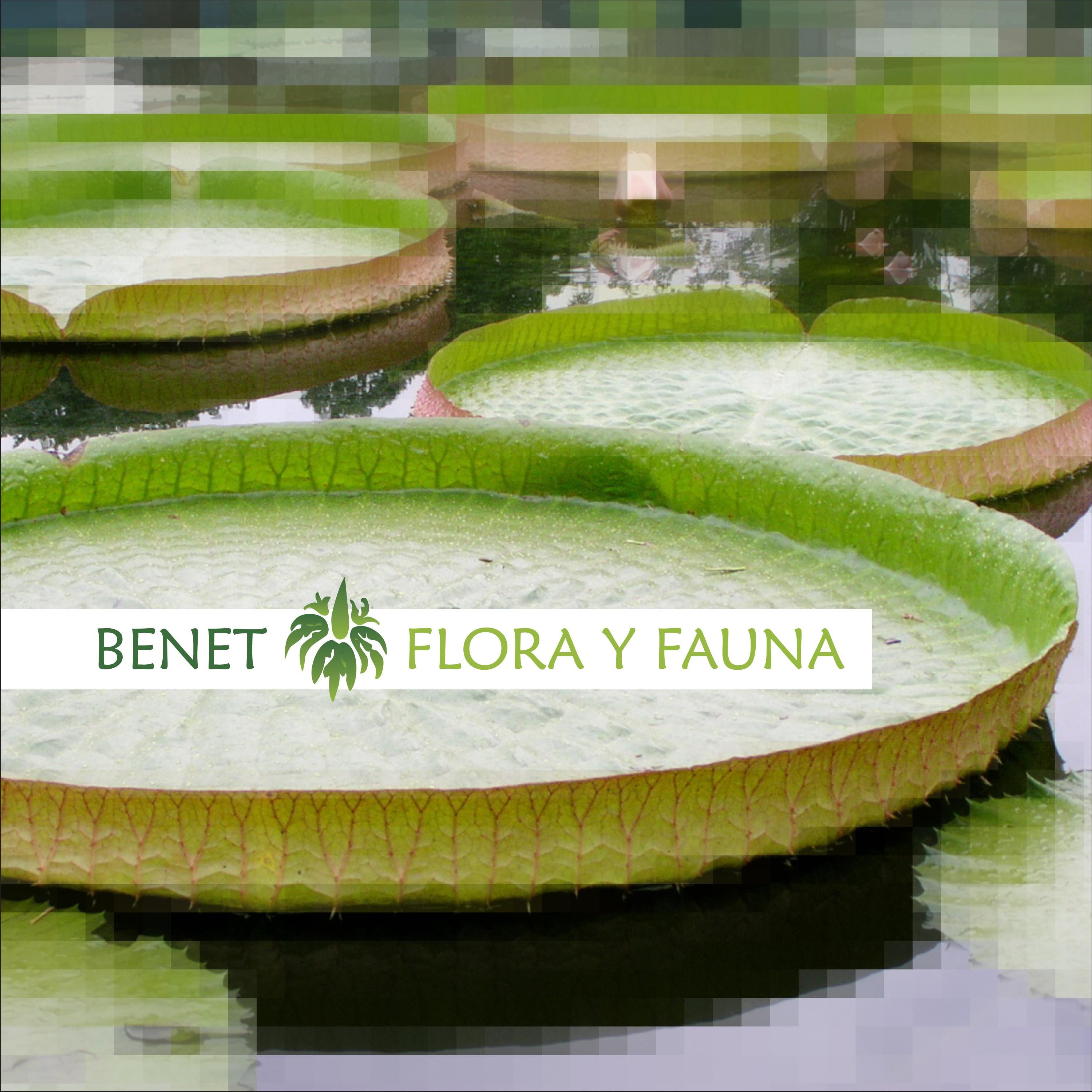 Flora Y Fauna