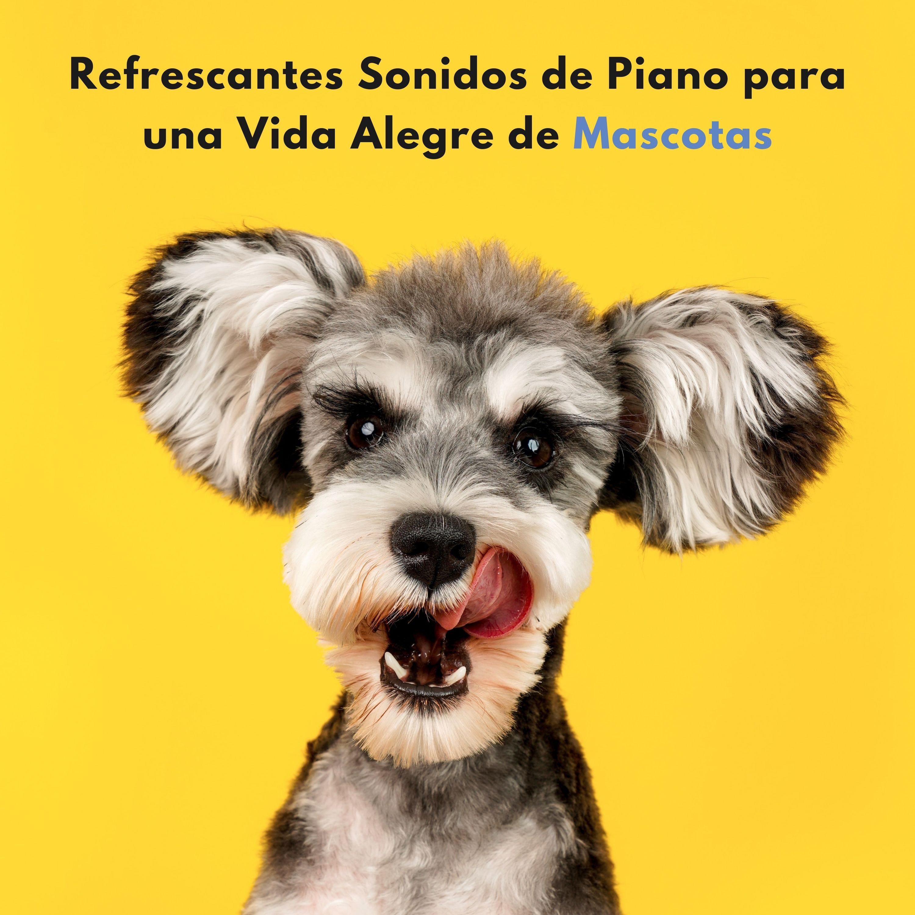 Maestras de piano relajantes - Serenata Para Amigos Peludos