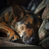 Puppy Sleep Dreams - Soft Barks Serene Sounds