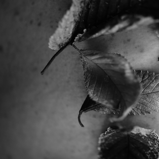 To Dip an Oar Into Sentiment's Stream