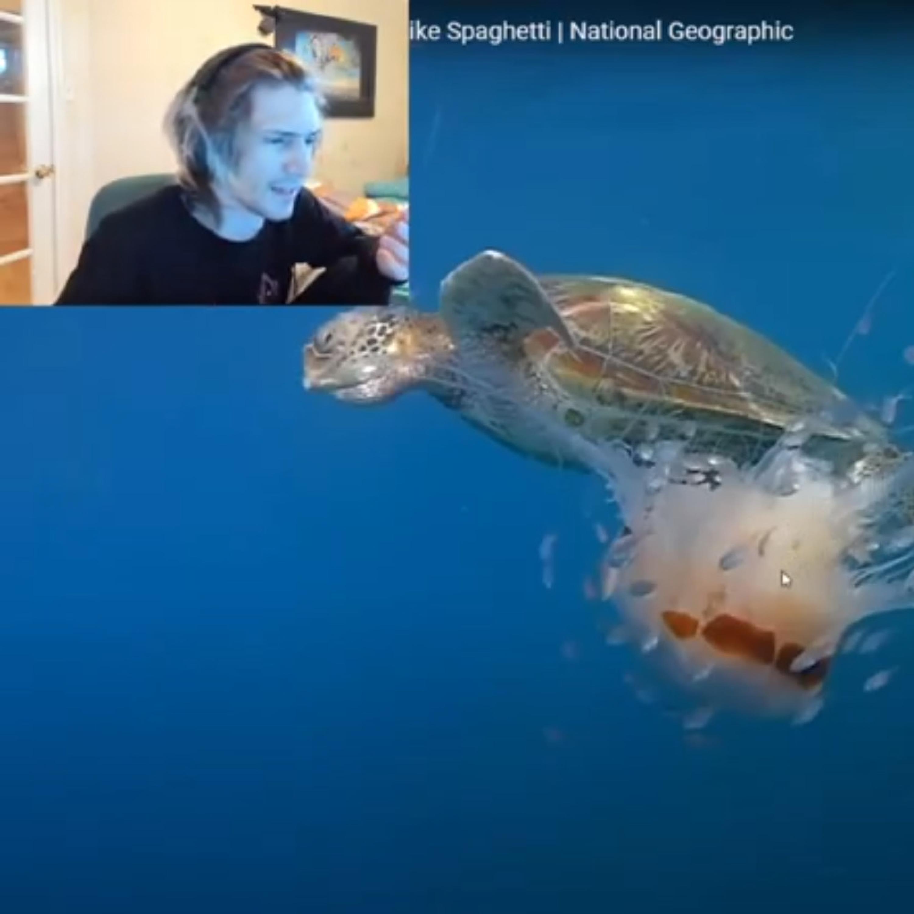 Is Jellyfish a Herb