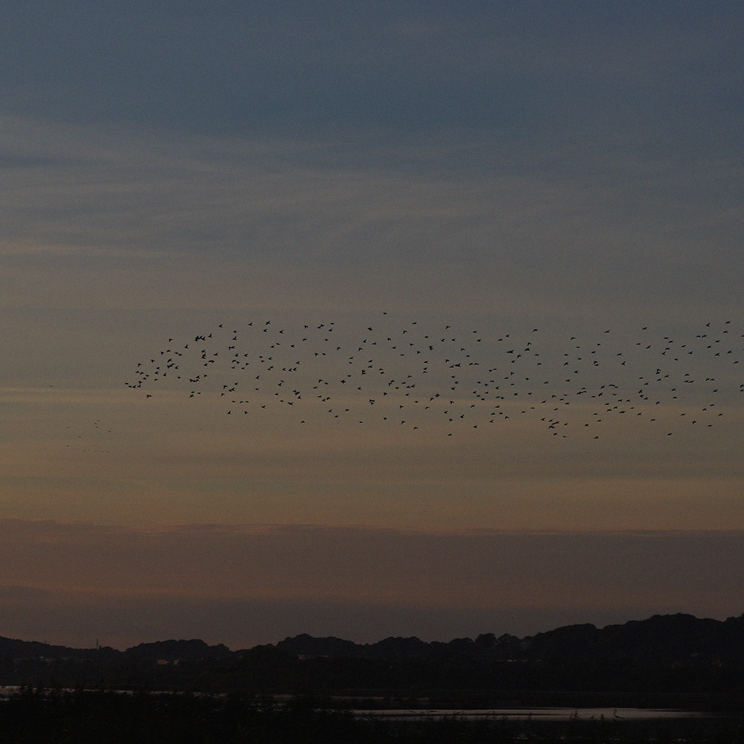 murmuration