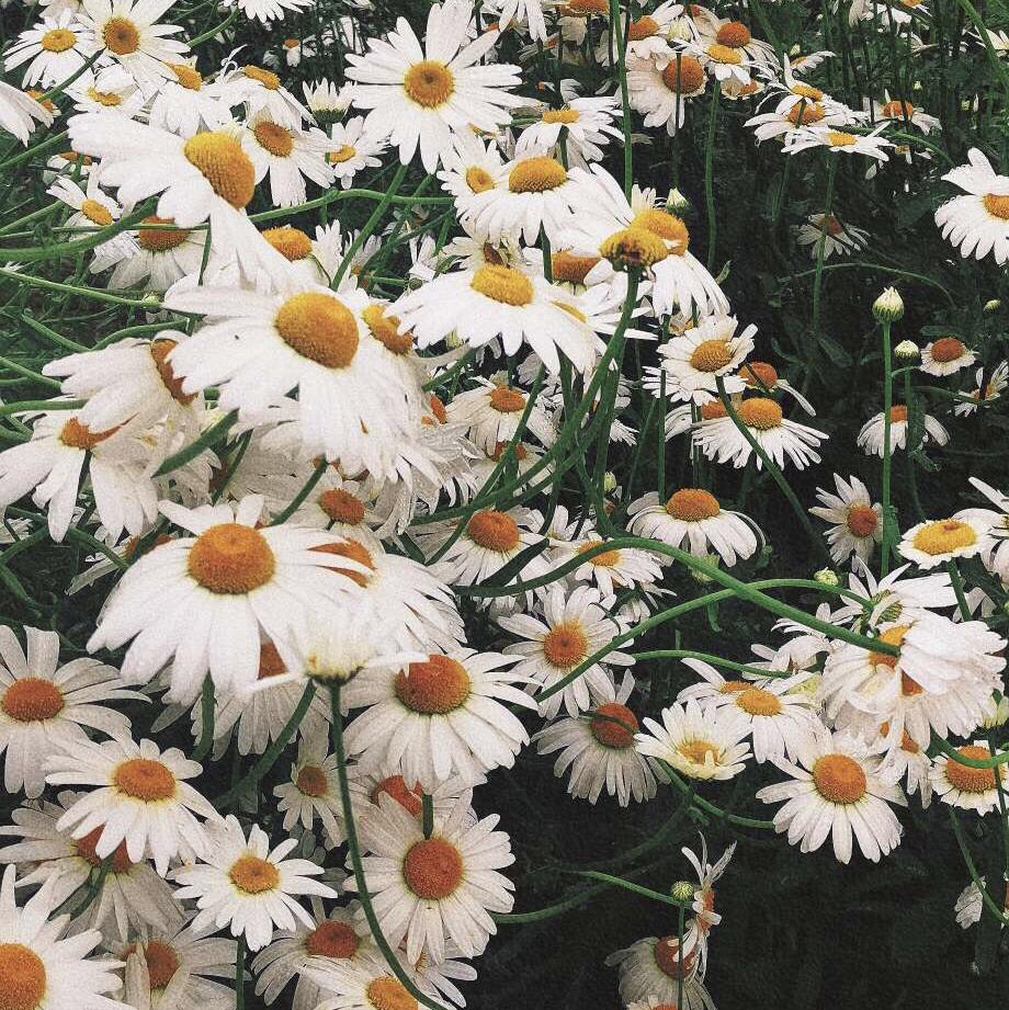 无言感激（DJ版）