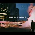 Turtle Dove斑鸠