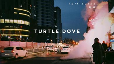 Turtle Dove斑鸠