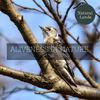 Nature Weather Mystic Project - Sweet Sounds of the Brown Thrasher