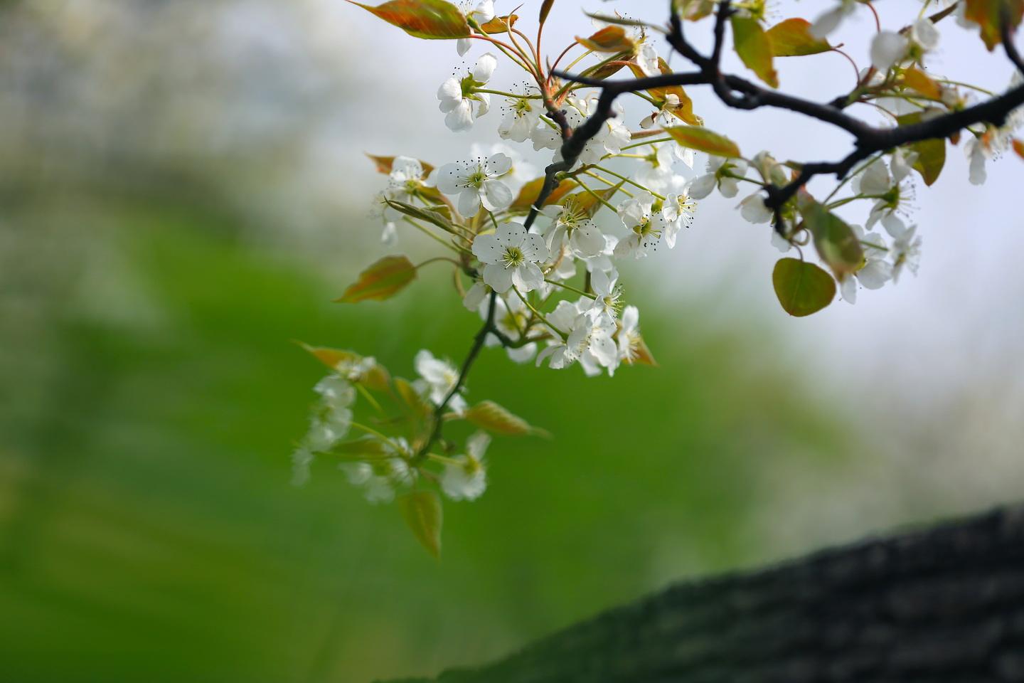 梨花凉专辑