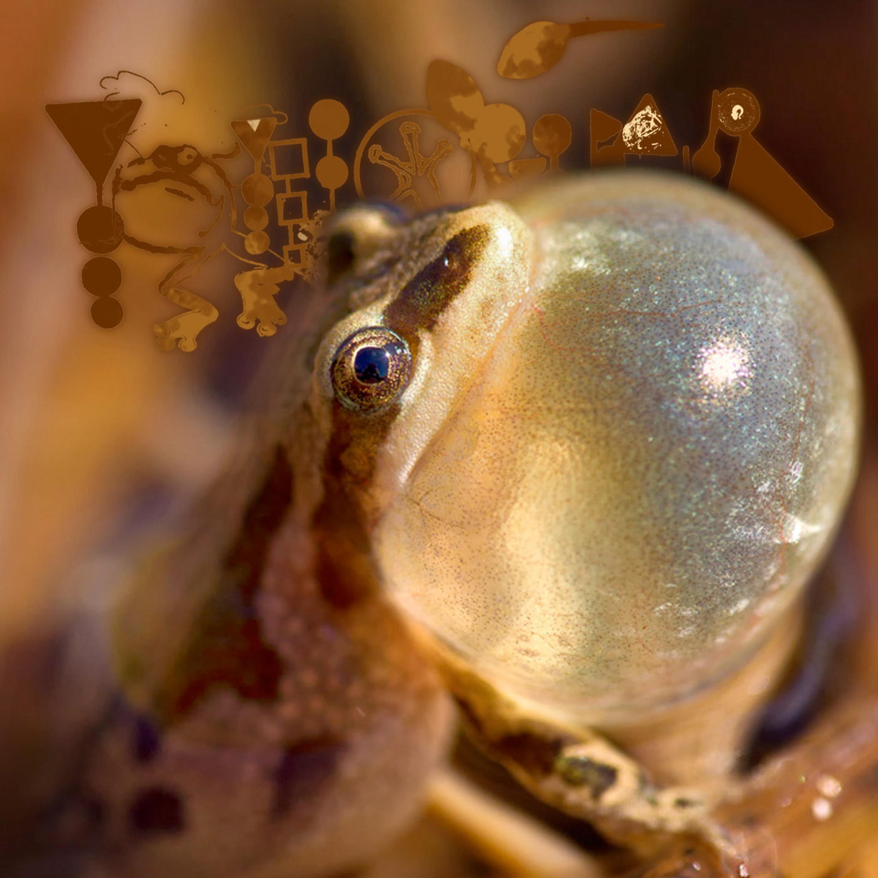 Unsullied Creambuldgement Of A Singular Peeper