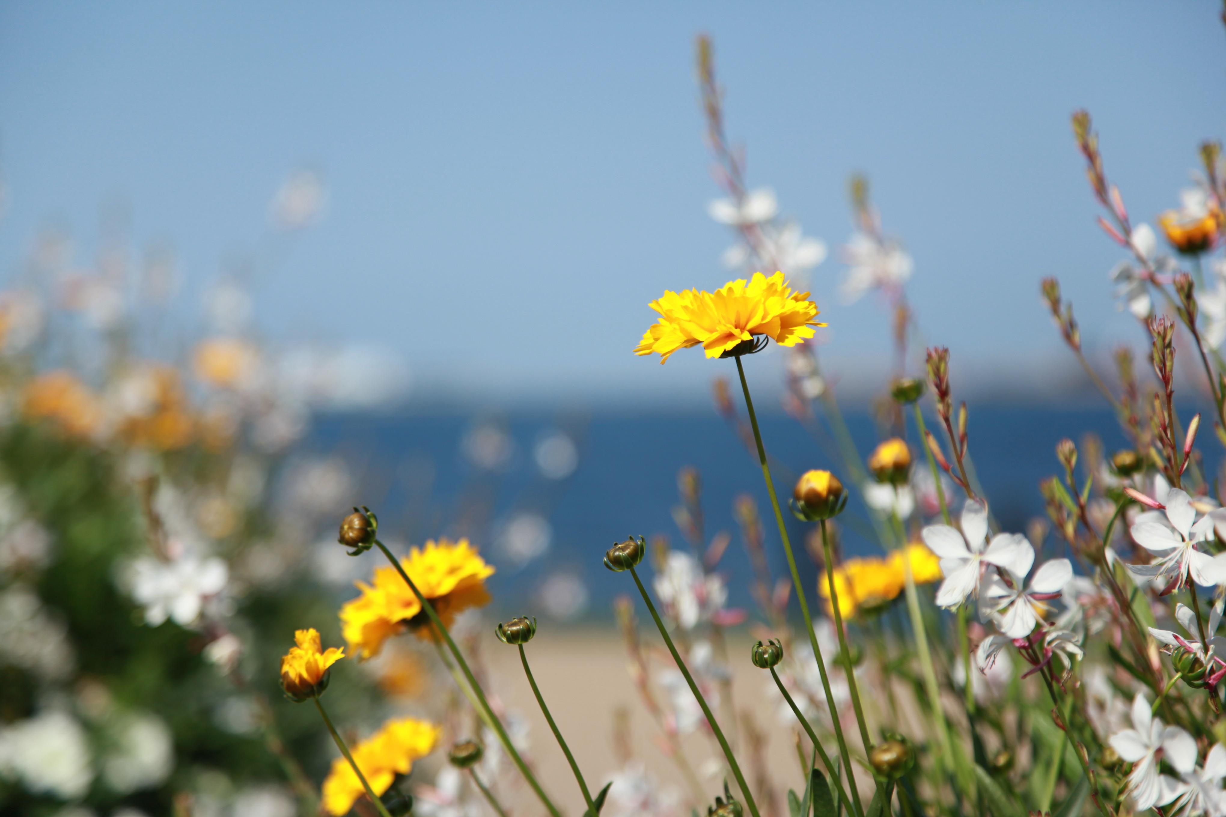 面朝大海 春暖花开专辑