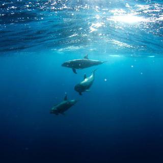 【古典】海洋风格
