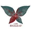 Bigleaf