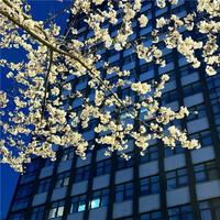 Forest Mixtape（Tsuki)