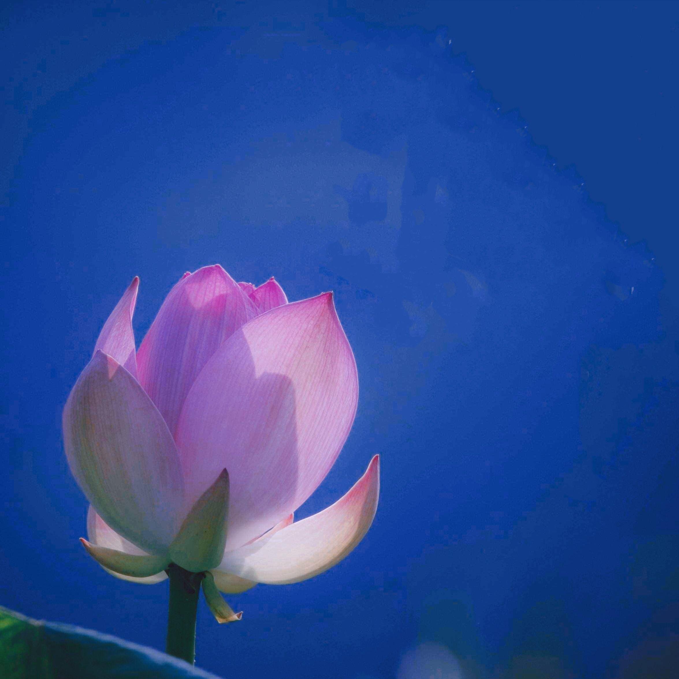 七支供