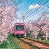 满载樱花的列车开往春天