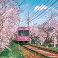 满载樱花的电车开往春天