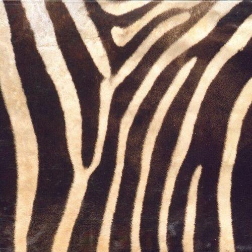 Dancing Zoo