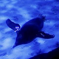 Mame - IN THIS WORLD -extended-