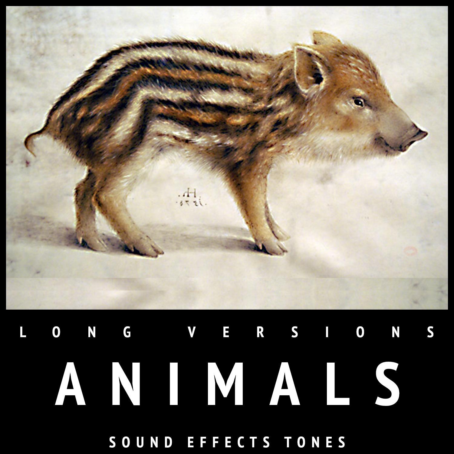 Animals Sound Effects Tones Long Versions专辑