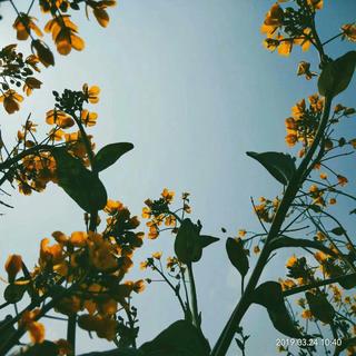 [电音&人声]洗脑神曲：震撼的电音人声！