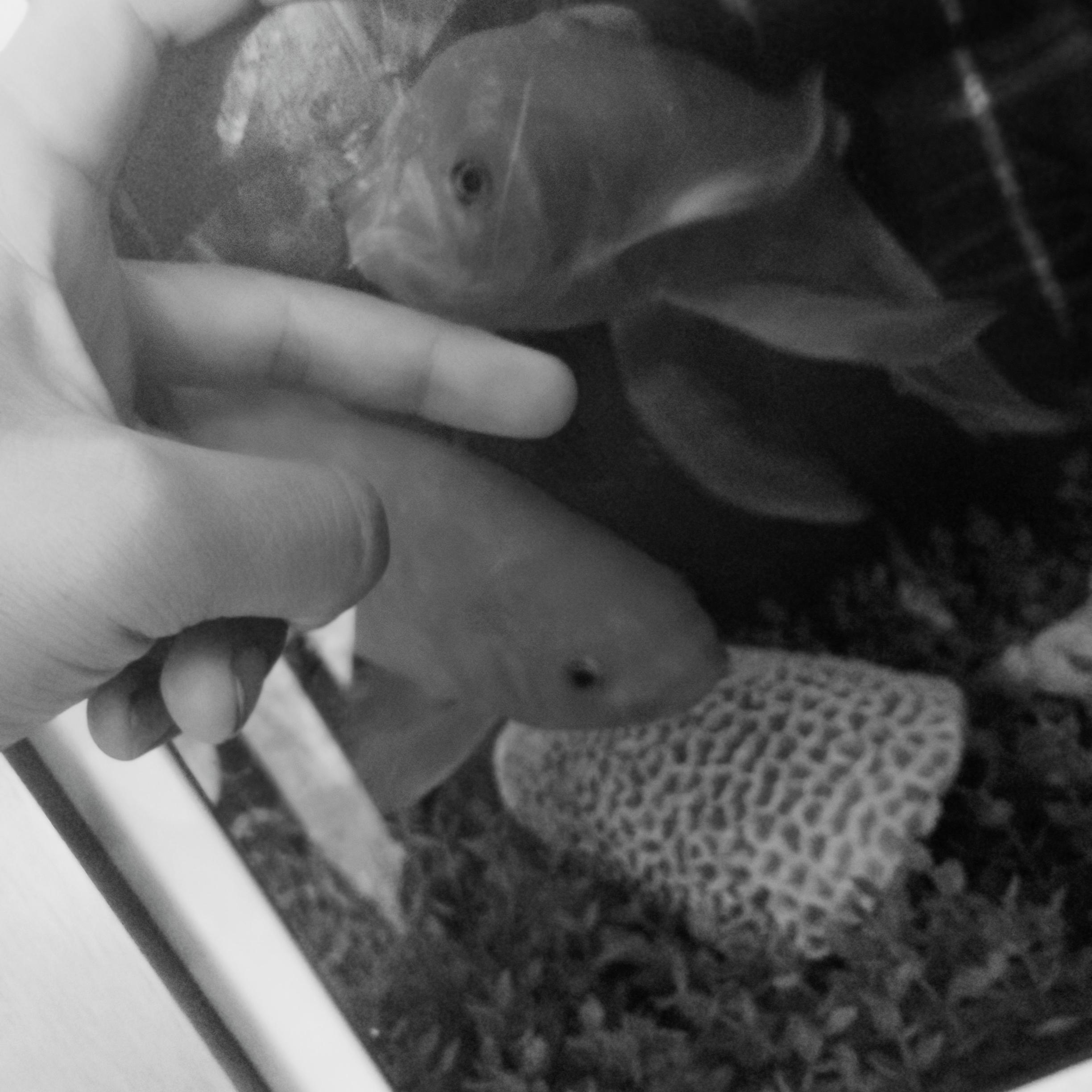 Nevada（完全版）